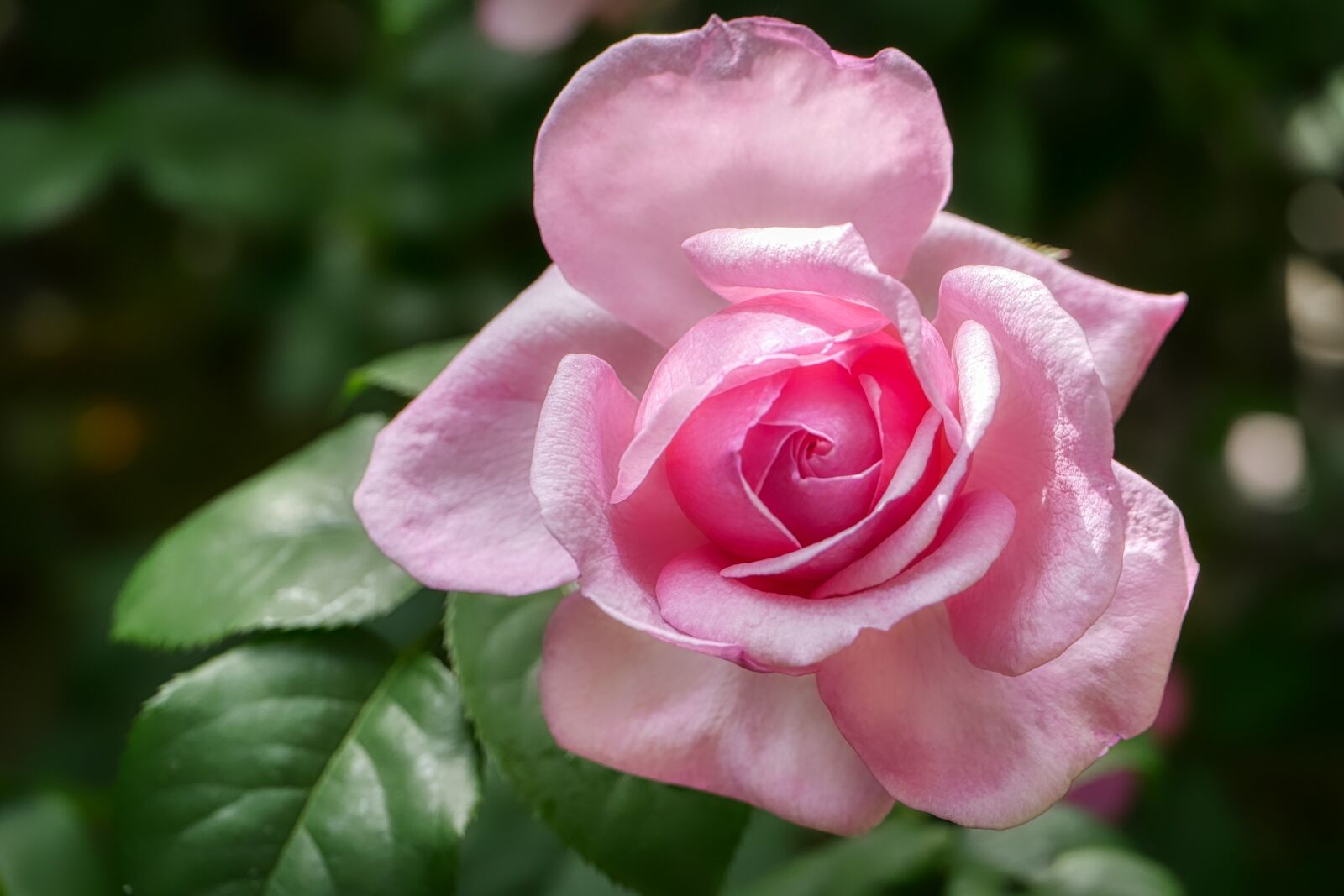 Panasonic Lumix DMC-GX8 sample photo. Rose, pink, petal photography
