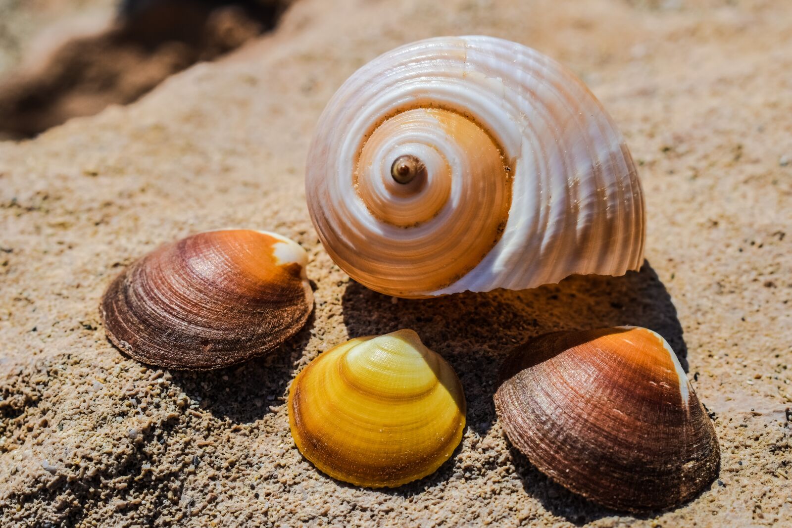 Nikon D3300 sample photo. Shells, beach, sea photography