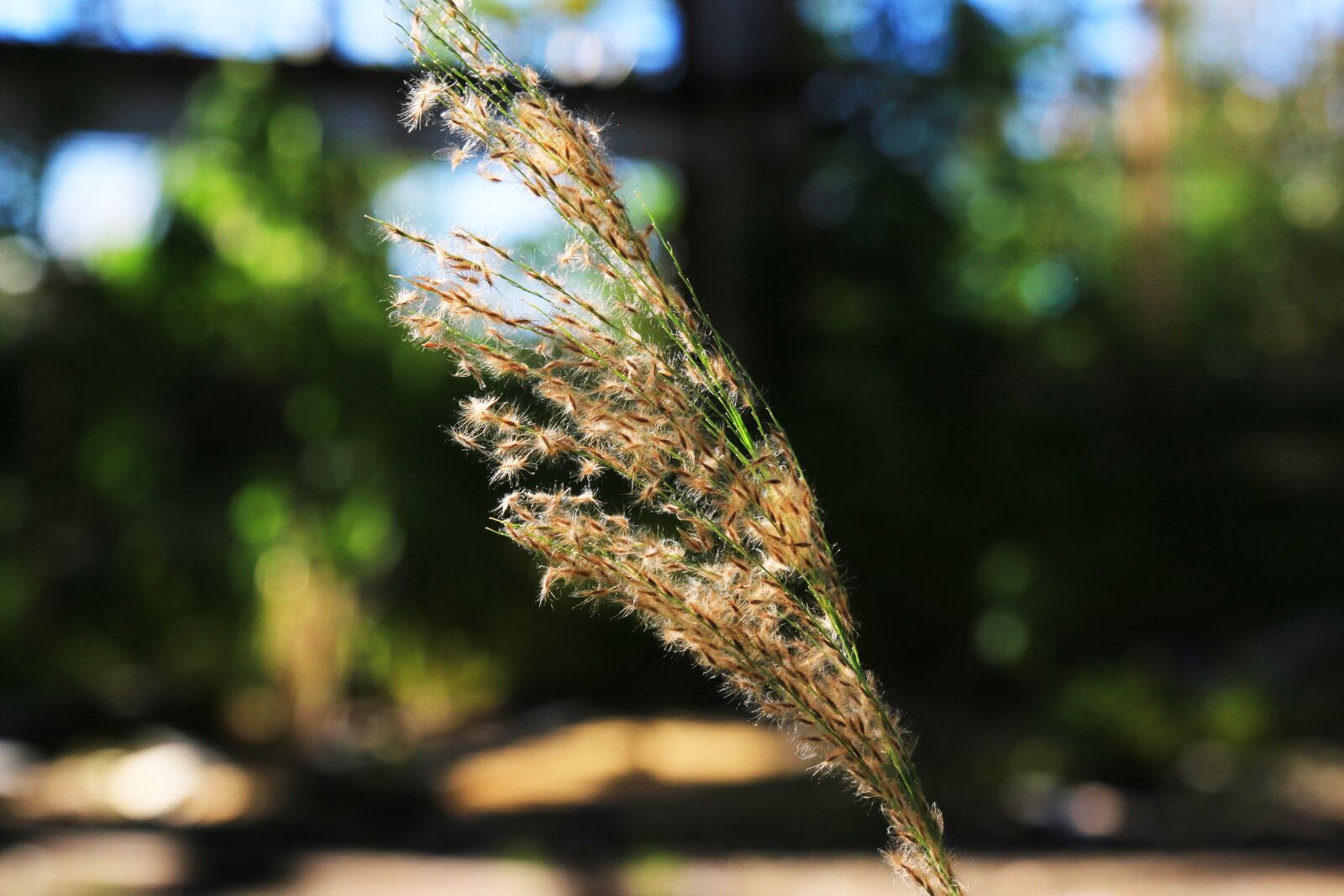 Canon EOS 70D sample photo. Plant, green, nice photography