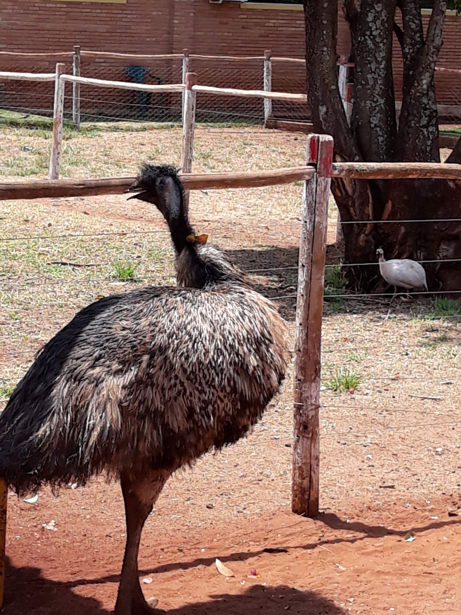 Samsung Galaxy J5 Pro sample photo. Ostrich, bird photography