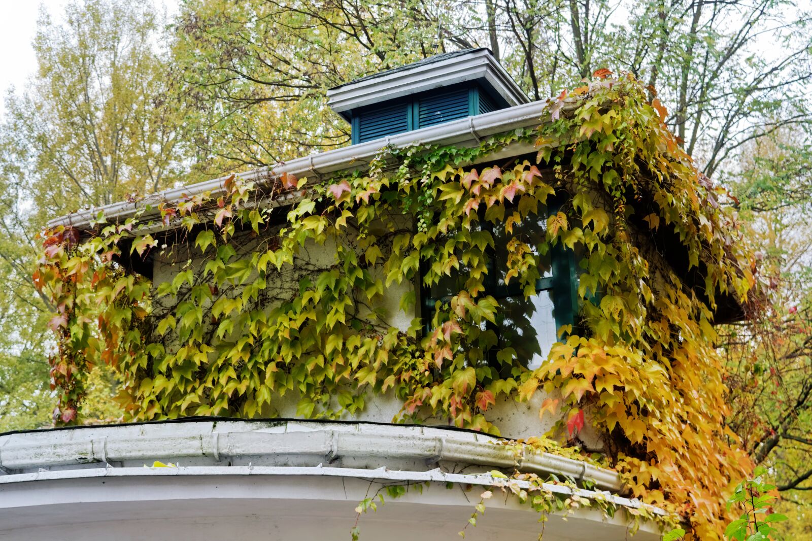 Nikon D3100 sample photo. Building, ivy, the hanging photography