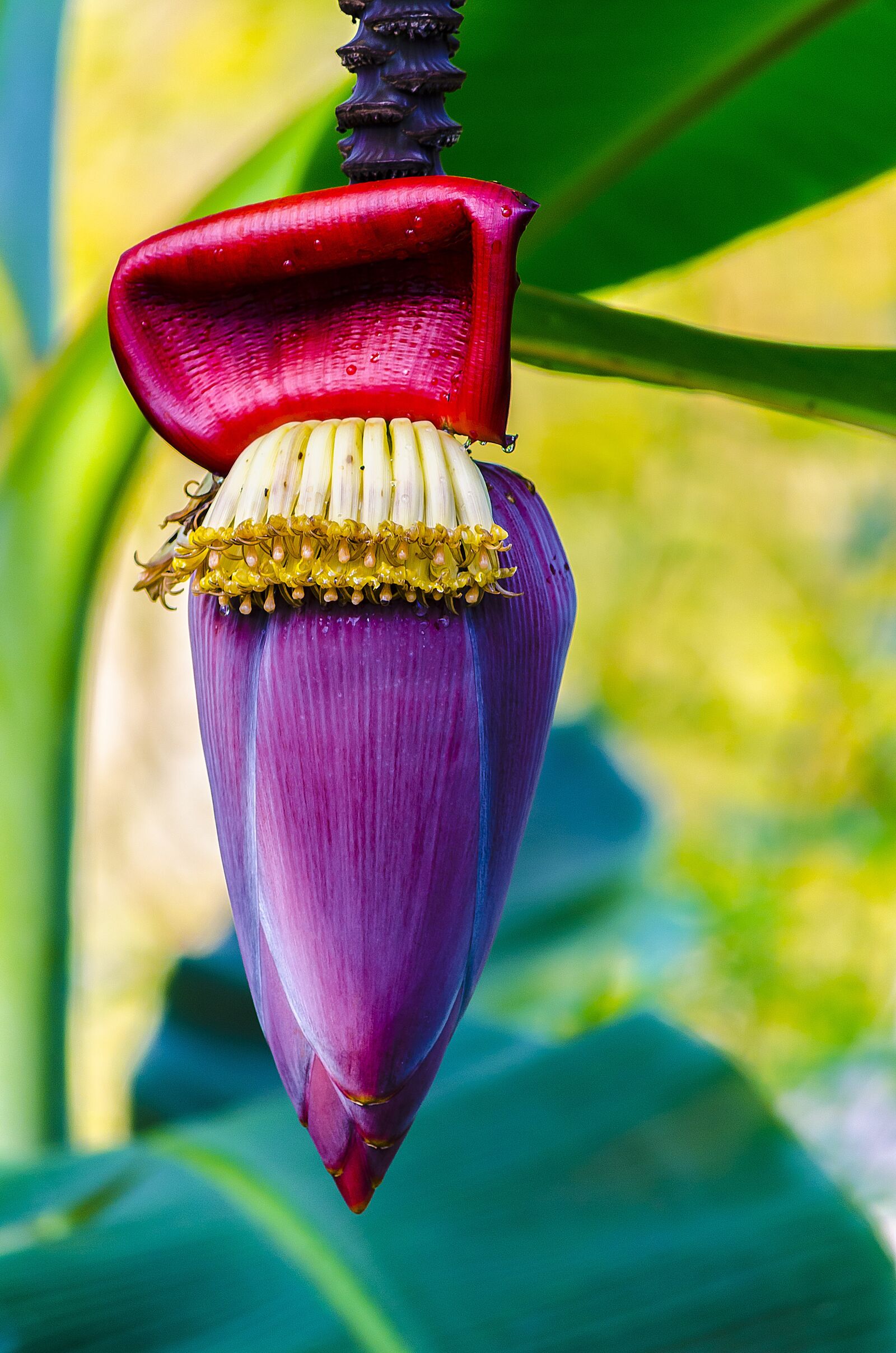 Nikon D7000 sample photo. Banana tree flower, flower photography