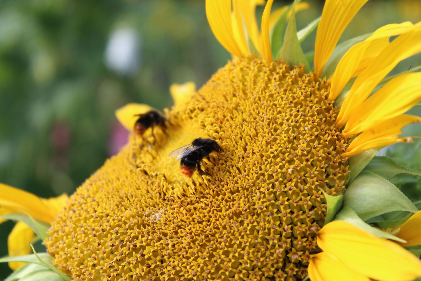 Canon EOS 1300D (EOS Rebel T6 / EOS Kiss X80) sample photo. Bee, sunflower, flower photography