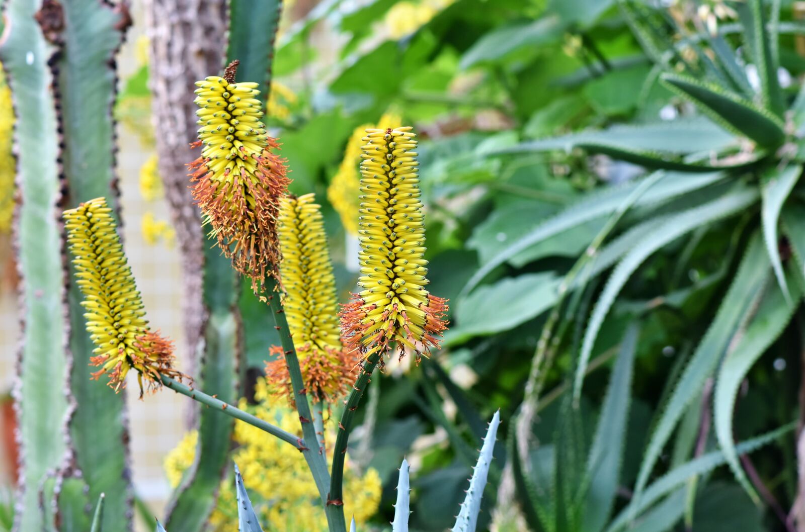 Nikon D7200 sample photo. Cactus blossom, cactus, cactus photography