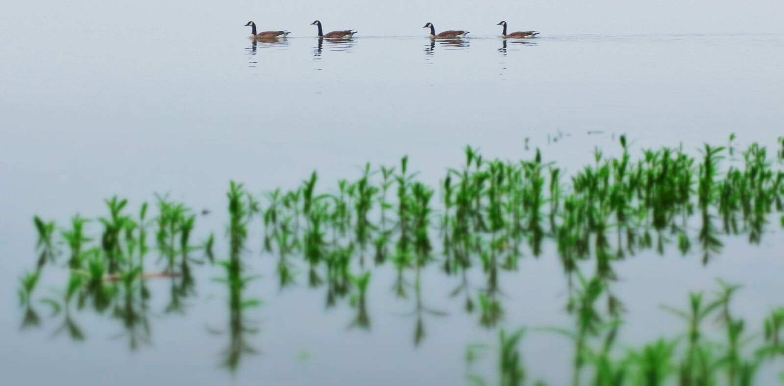 Fujifilm X30 sample photo. Water fowl, river, water photography