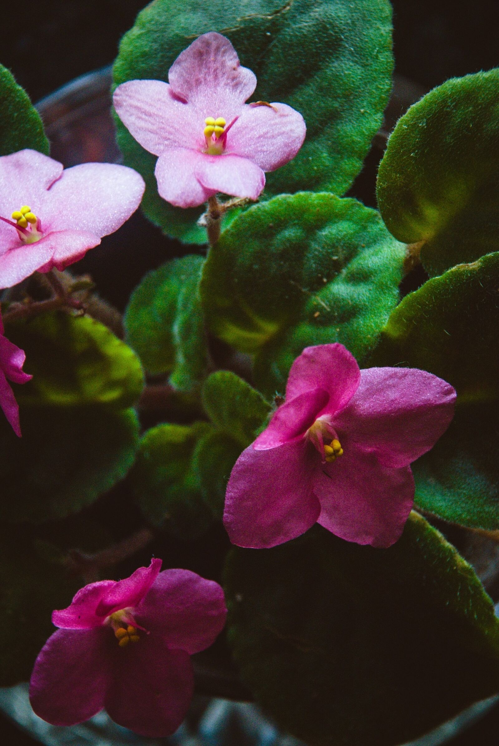 Nikon D80 sample photo. Green, flower, nature photography