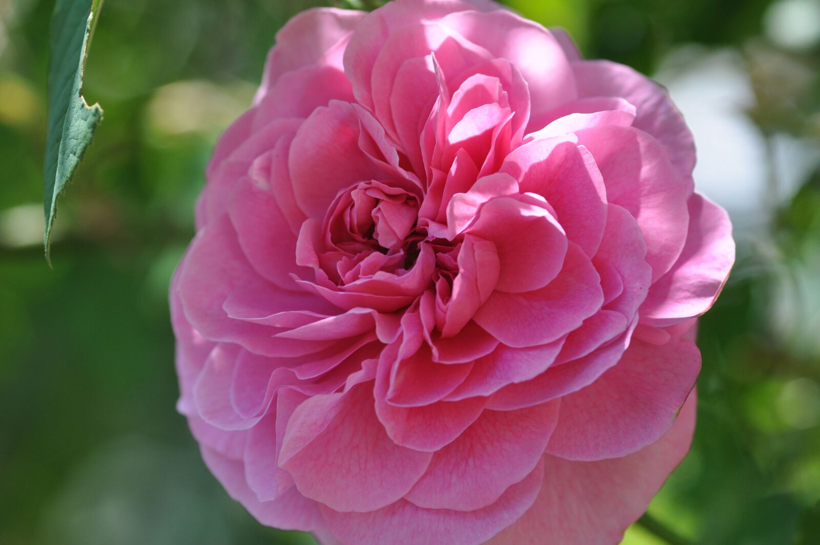 Nikon D90 sample photo. Rose, flower, blossom photography