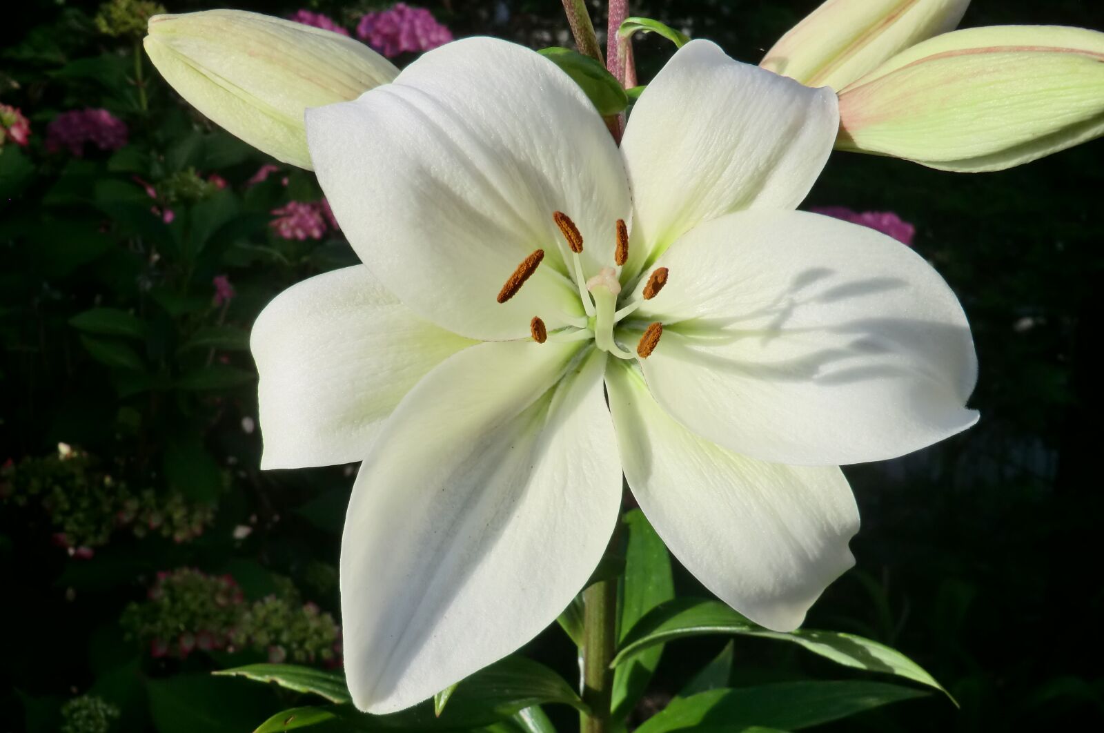 CASIO EX-H5 sample photo. Nature, plant, garden photography