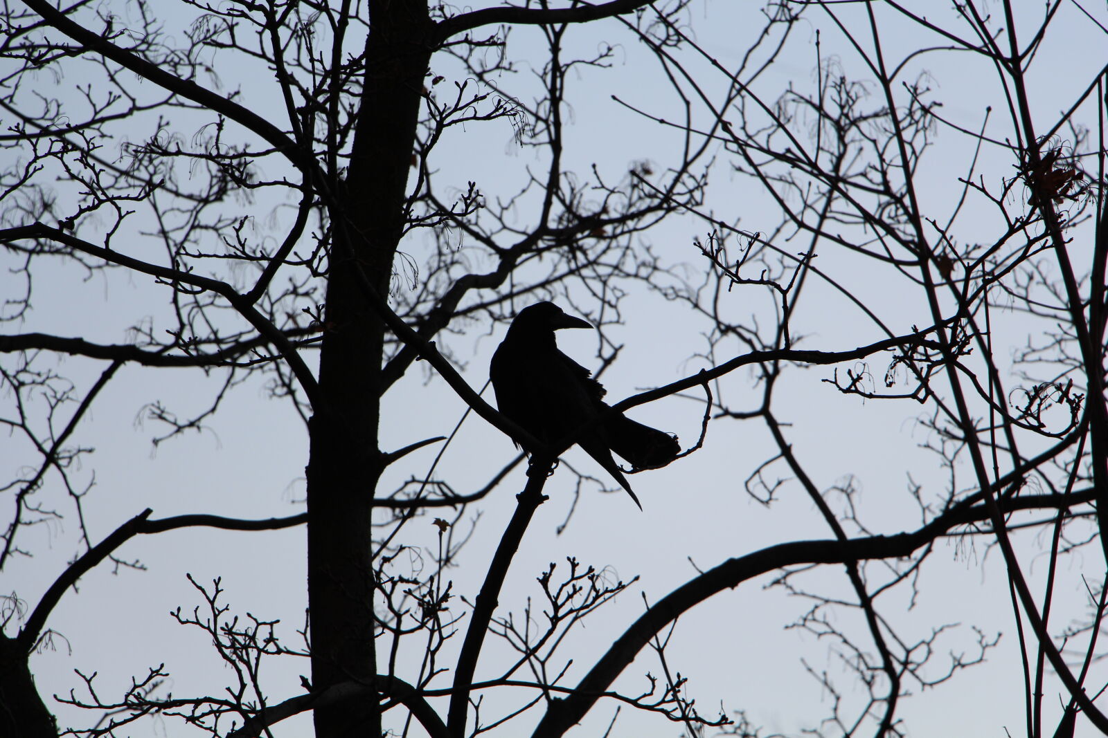 Canon EF-S 18-135mm F3.5-5.6 IS STM sample photo. Bird, branches, contrast, crow photography