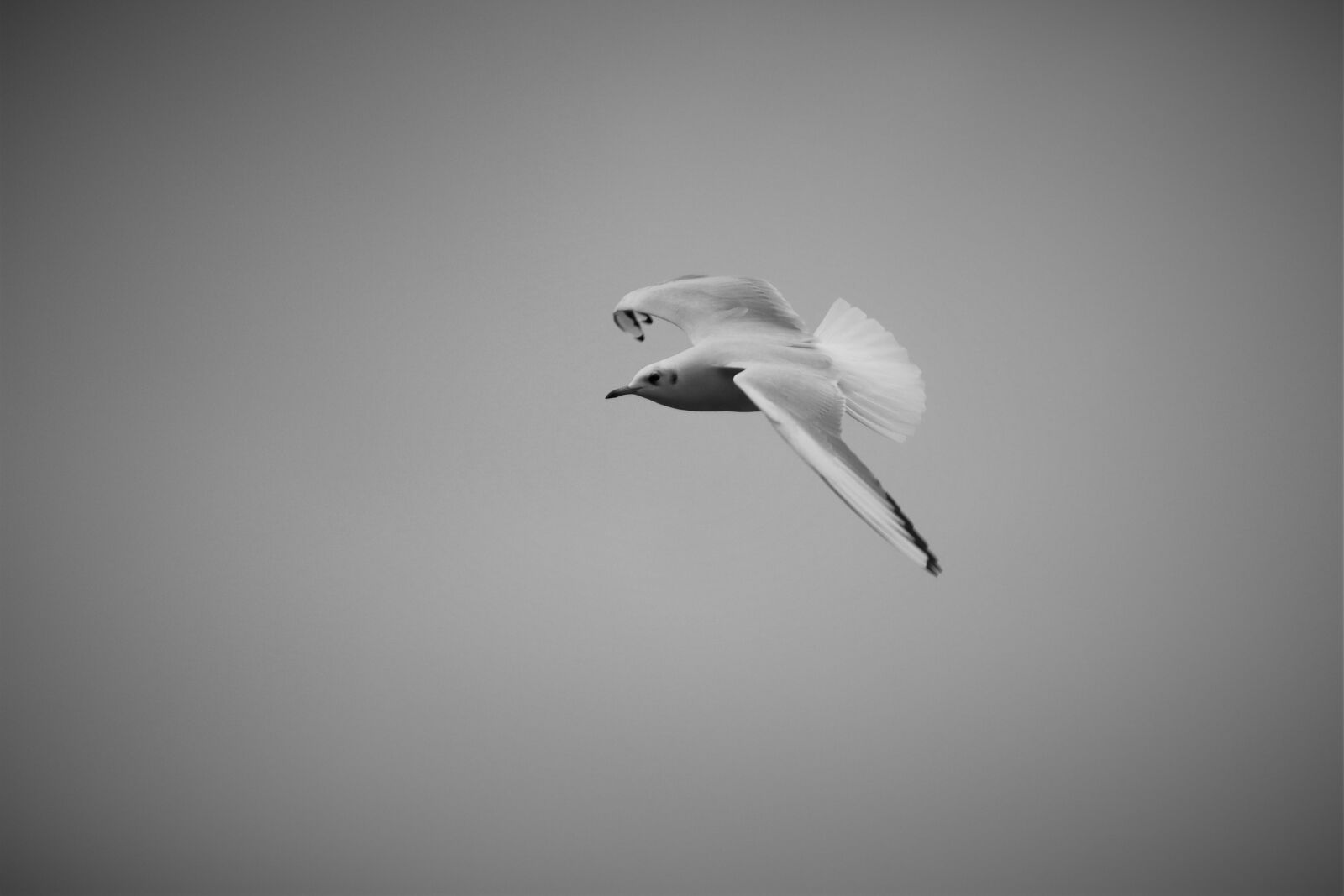 Canon EOS M50 (EOS Kiss M) sample photo. Animal, bird, seagull photography