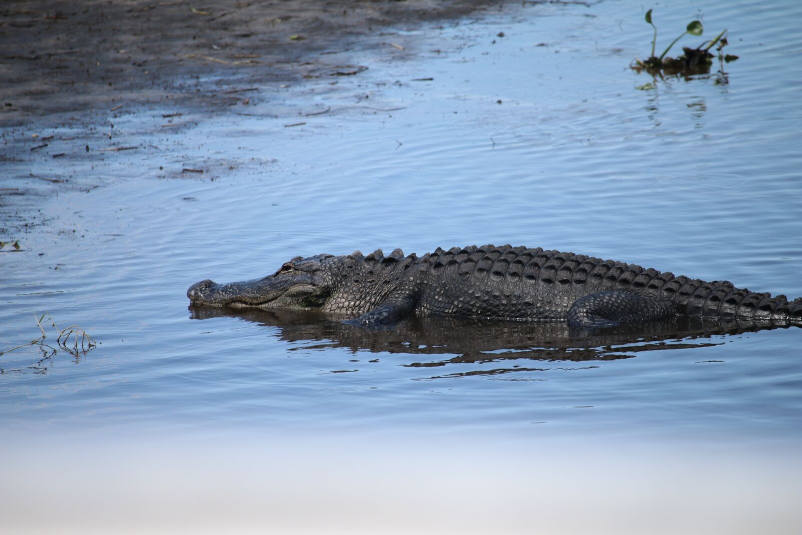 Canon EOS 70D + Canon EF-S 55-250mm F4-5.6 IS STM sample photo. Florida, gator, alli photography