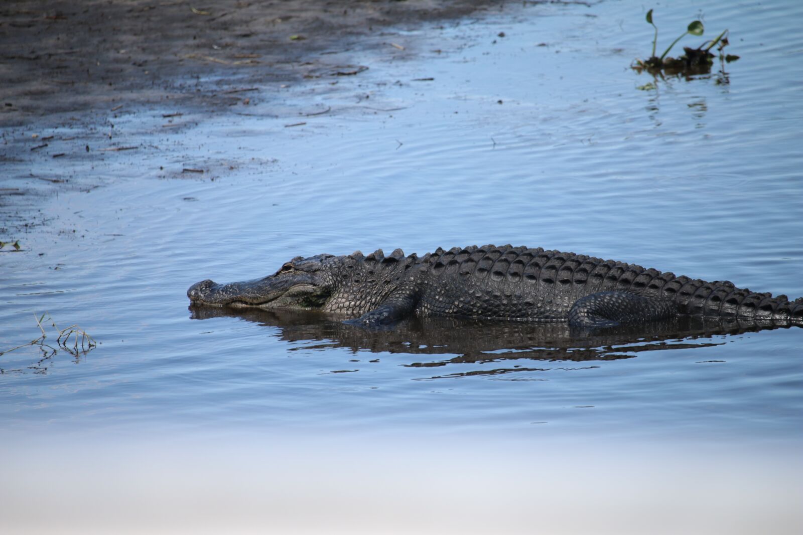 Canon EF-S 55-250mm F4-5.6 IS STM sample photo. Florida, gator, alli photography