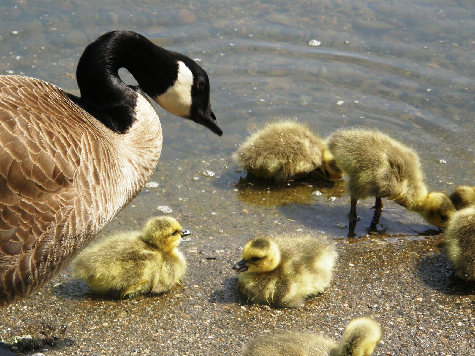 Olympus SP550UZ sample photo. Goose, goslings, bird photography
