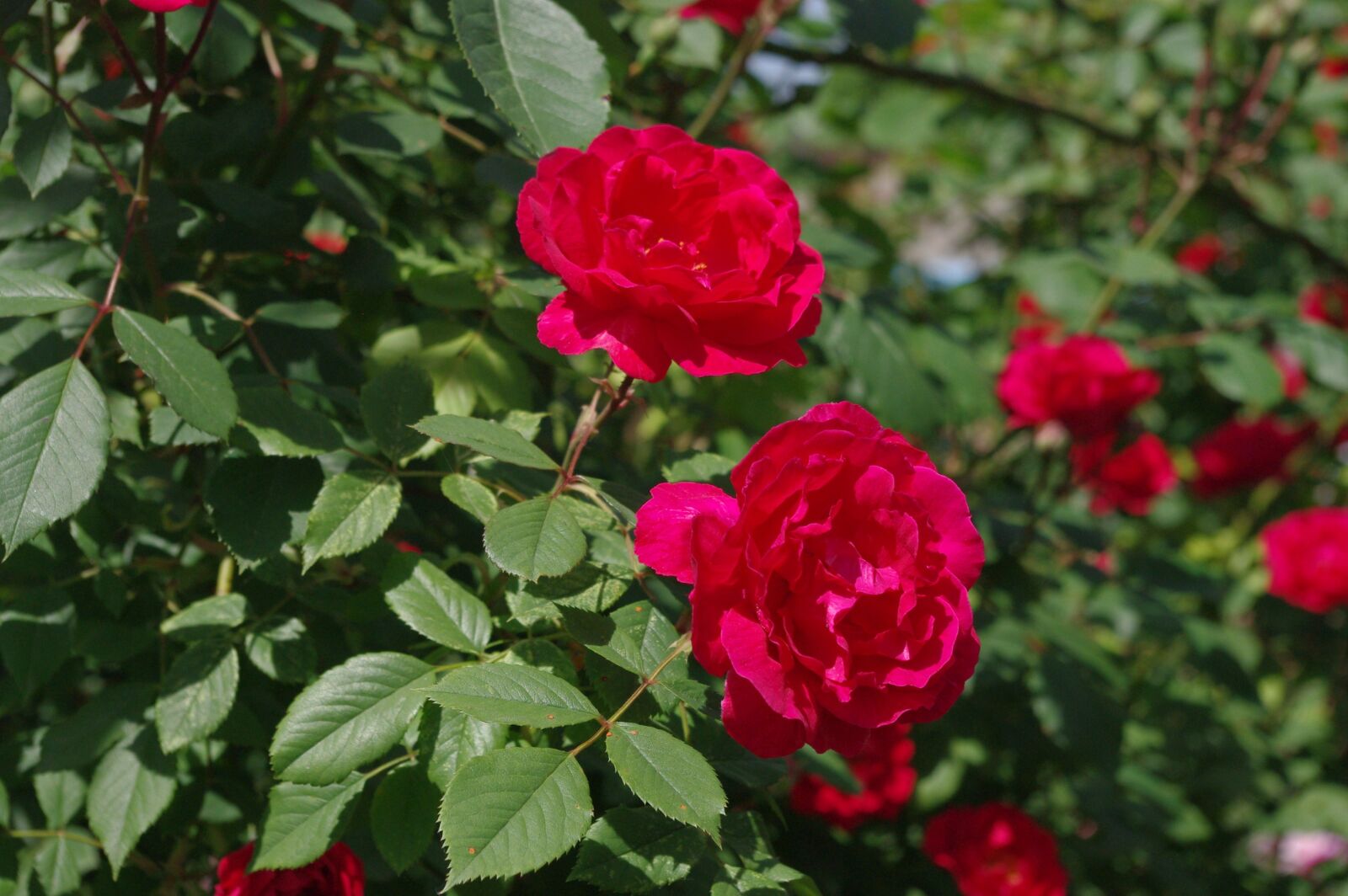 Pentax K-m (K2000) sample photo. Roses, flower, summer photography