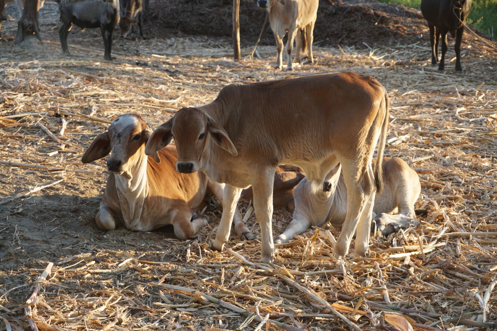 Sony a6000 sample photo. Cows, agriculture, livestock photography