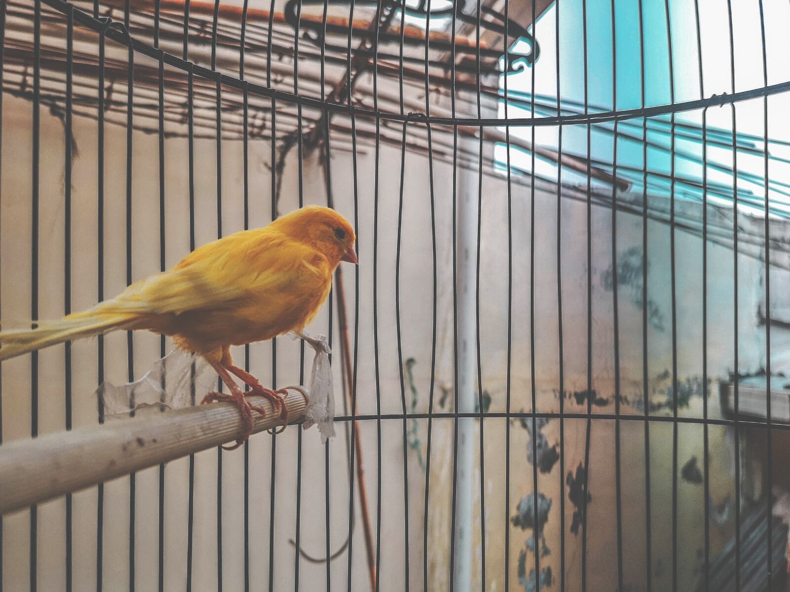 HUAWEI CLT-L29 sample photo. Cute, closeup, bird contest photography