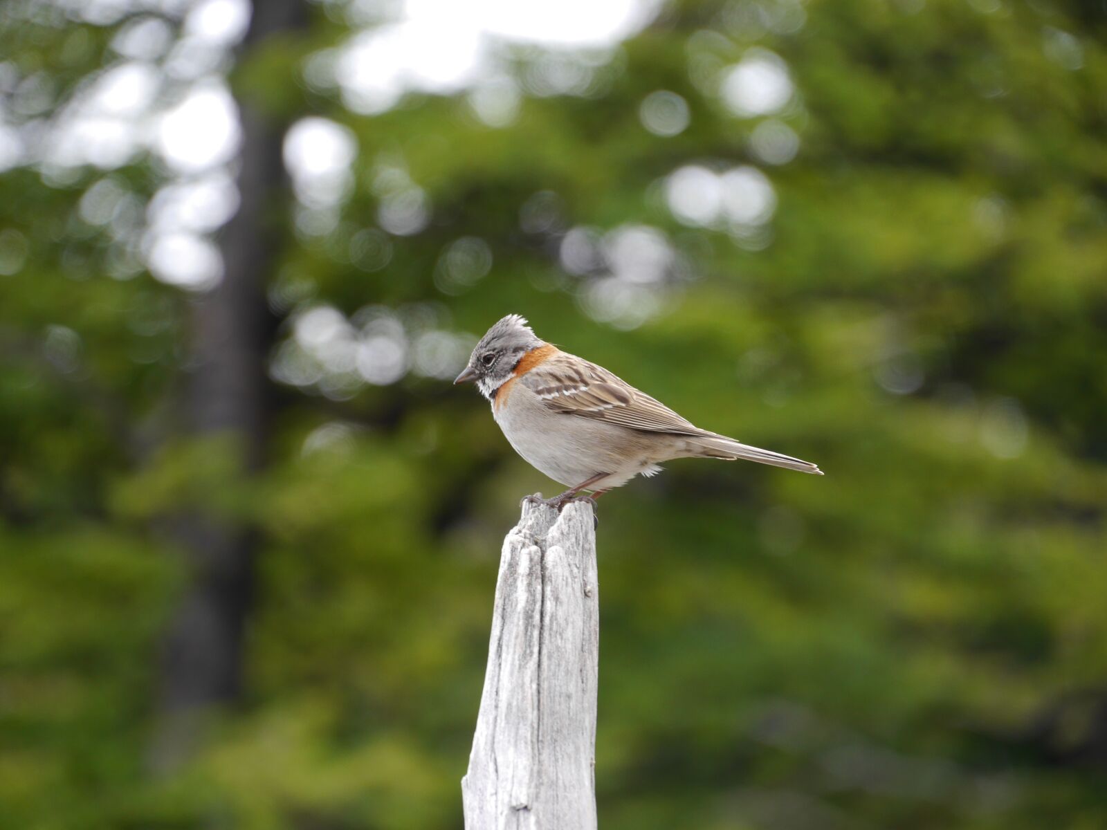 Panasonic Lumix DMC-G6 sample photo. Sparrow, bird, animal photography