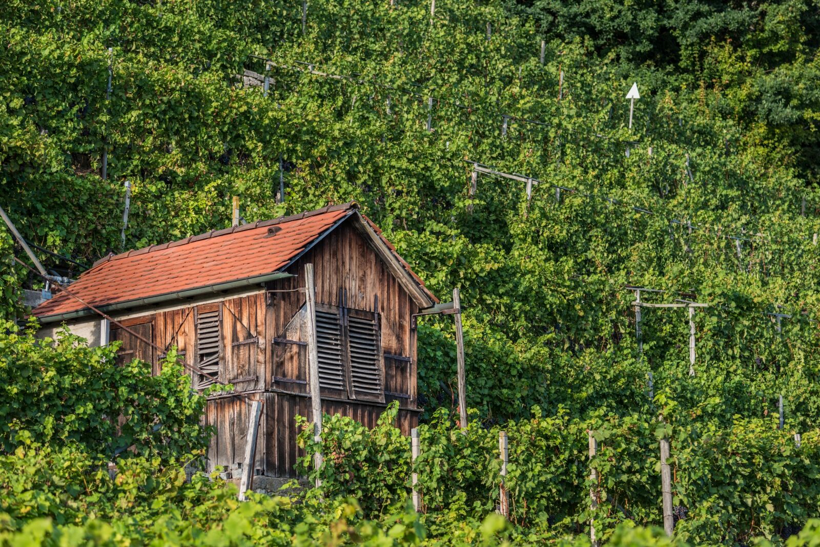 Nikon D800 sample photo. Vineyard, ludwigsburg germany, hut photography