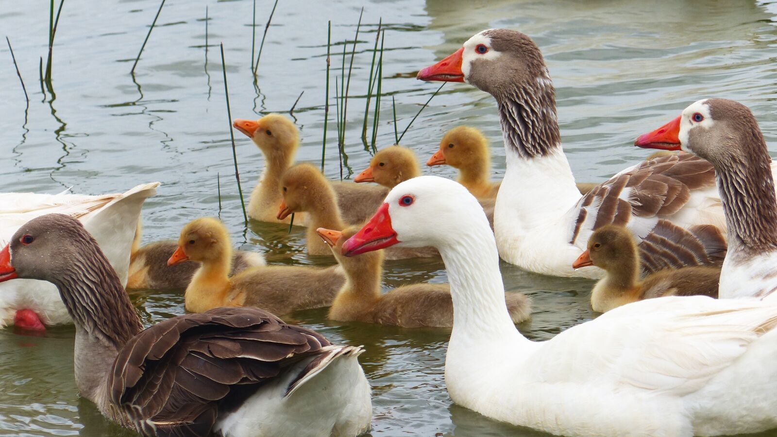 Panasonic Lumix DMC-FZ200 sample photo. Birds, ducklings, nature photography