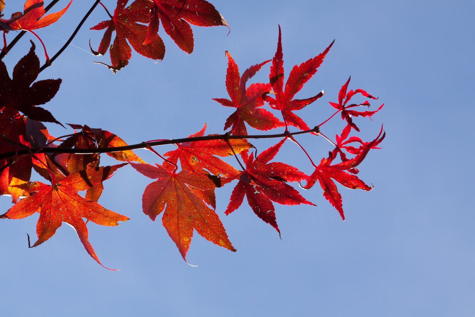 Canon EOS 50D sample photo. Maple, autumn, leaf photography