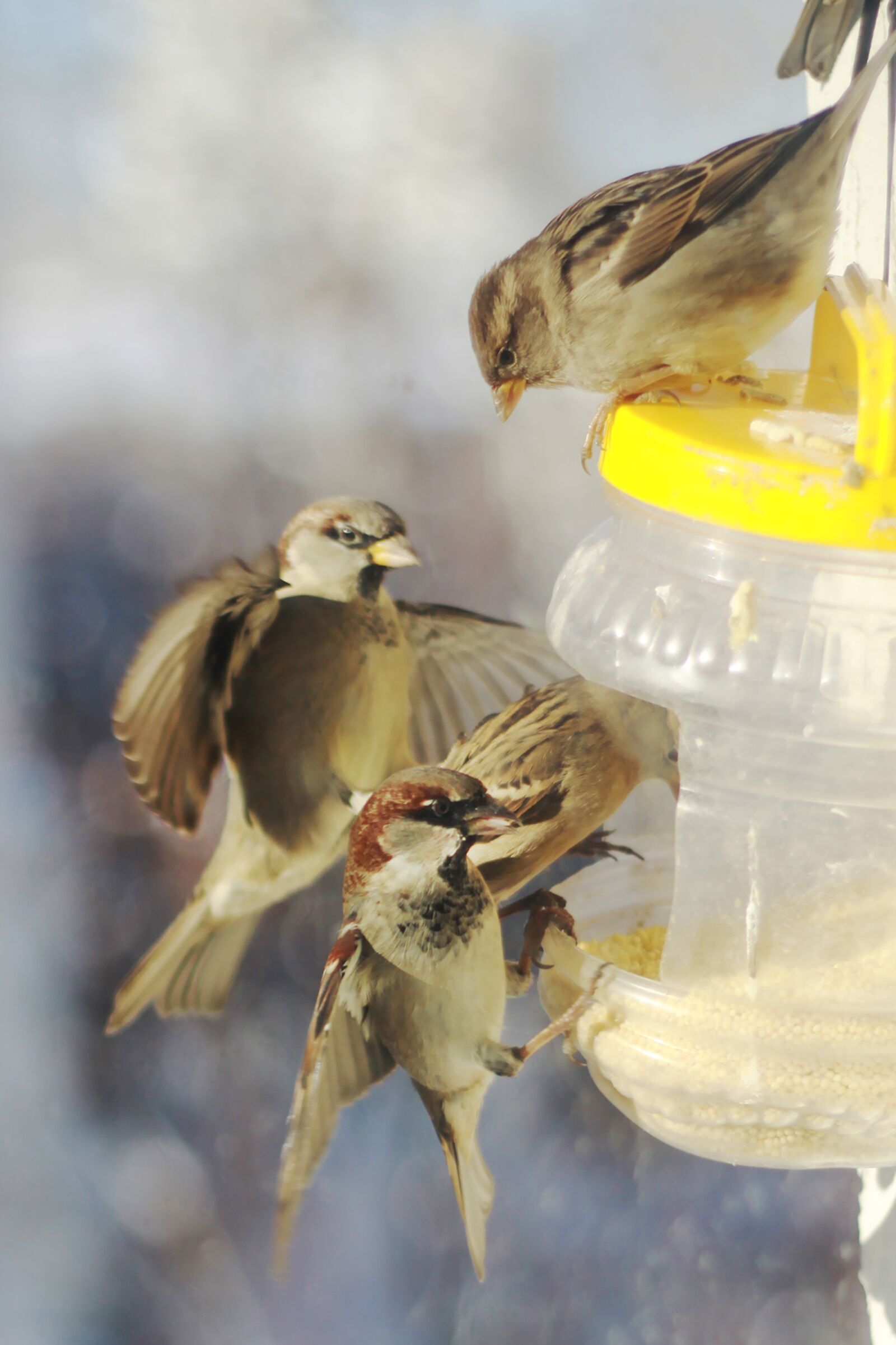Canon EOS 50D sample photo. Sparrows, winter, russia photography