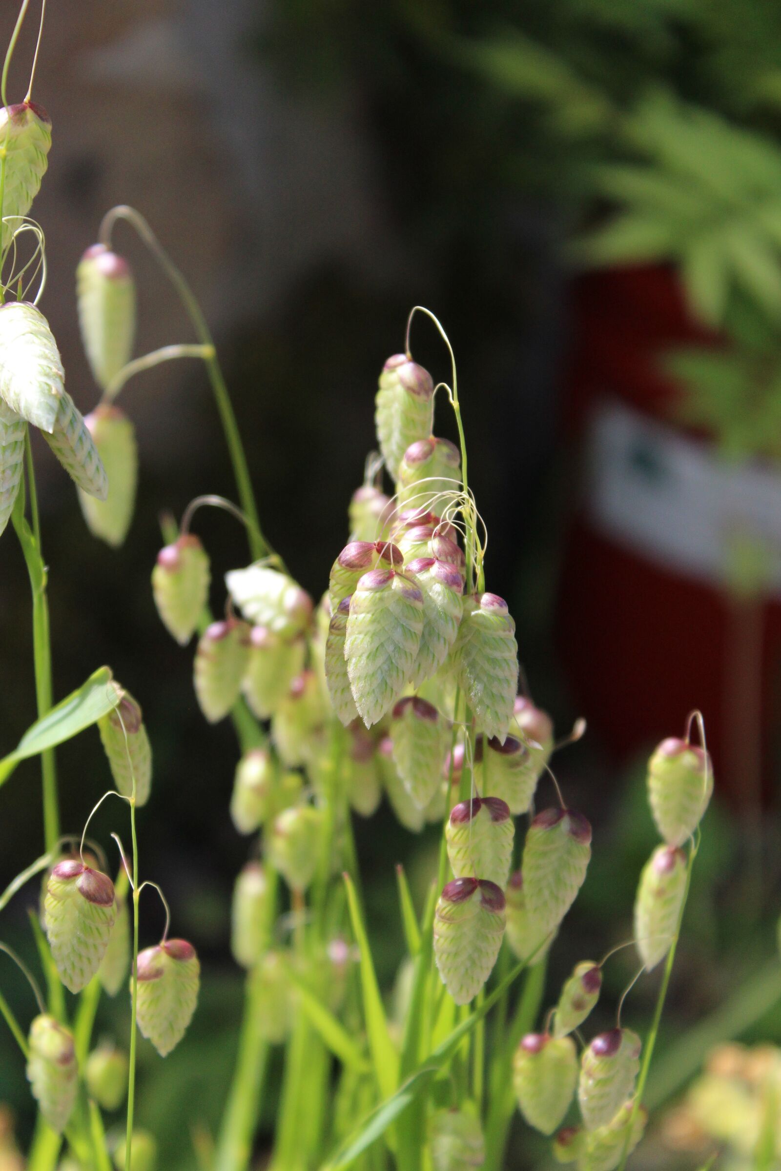 Canon EOS 1200D (EOS Rebel T5 / EOS Kiss X70 / EOS Hi) sample photo. Grass, green, nature photography