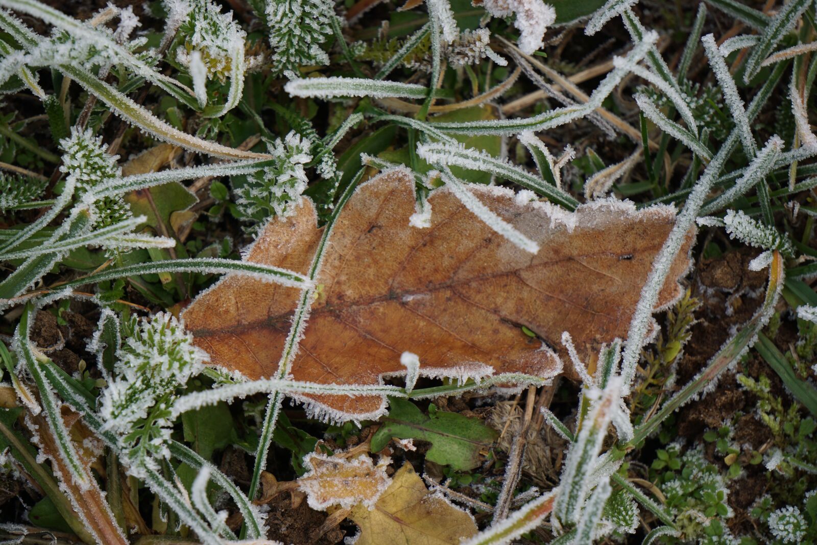 Sony E 55-210mm F4.5-6.3 OSS sample photo. Oak leaf, leaves, hoarfrost photography