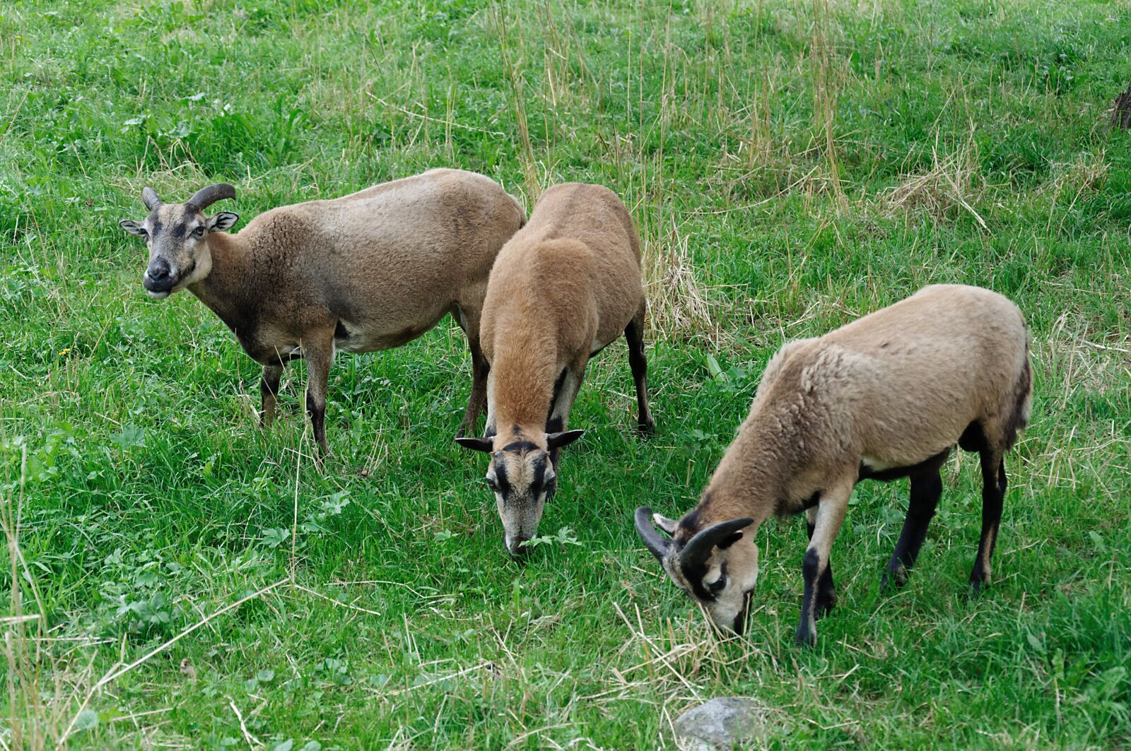 Nikon D5000 sample photo. Trio, three, paarhufer photography
