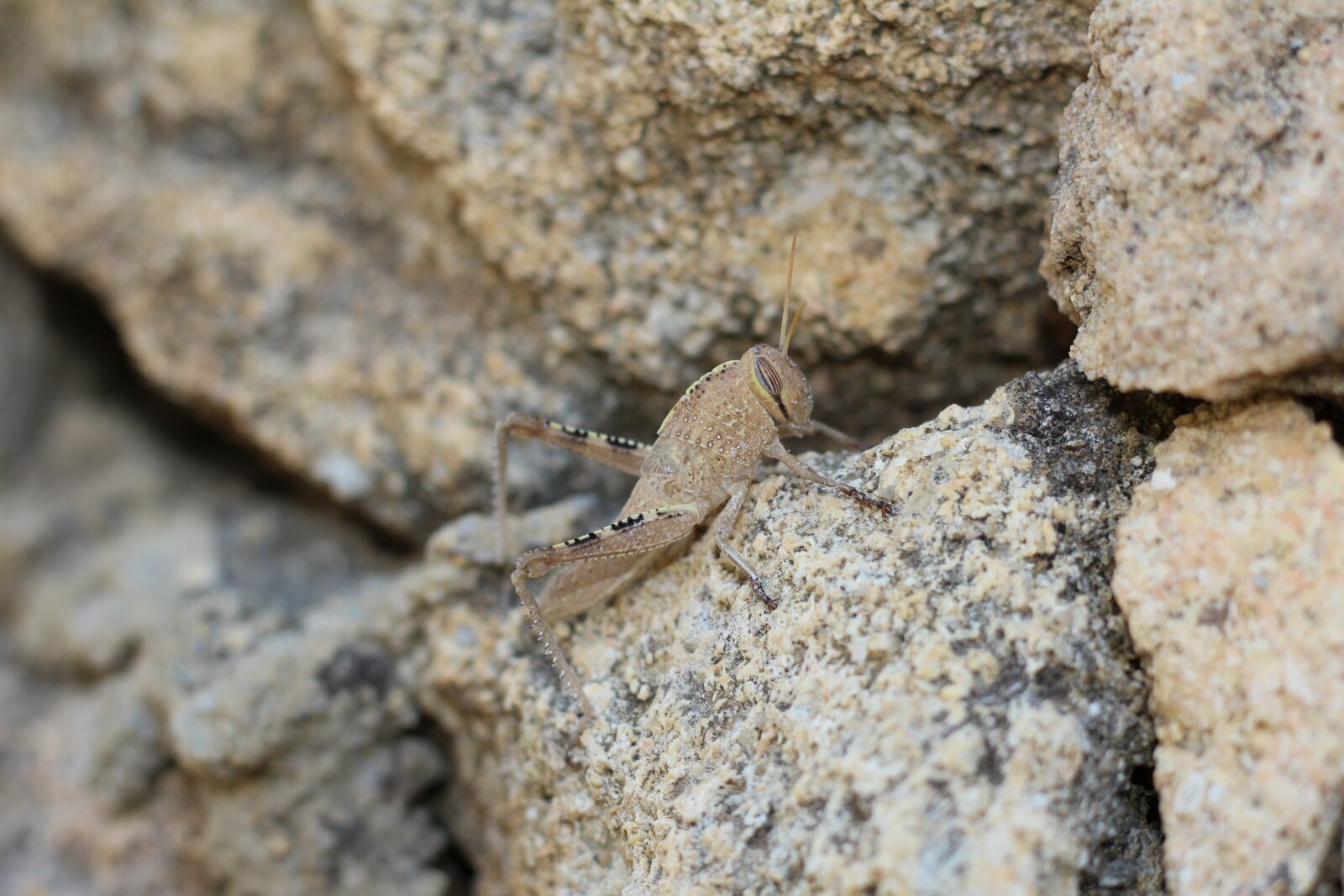 Canon EOS 1200D (EOS Rebel T5 / EOS Kiss X70 / EOS Hi) + Canon EF 50mm F1.8 STM sample photo. Stone, nature, rock photography