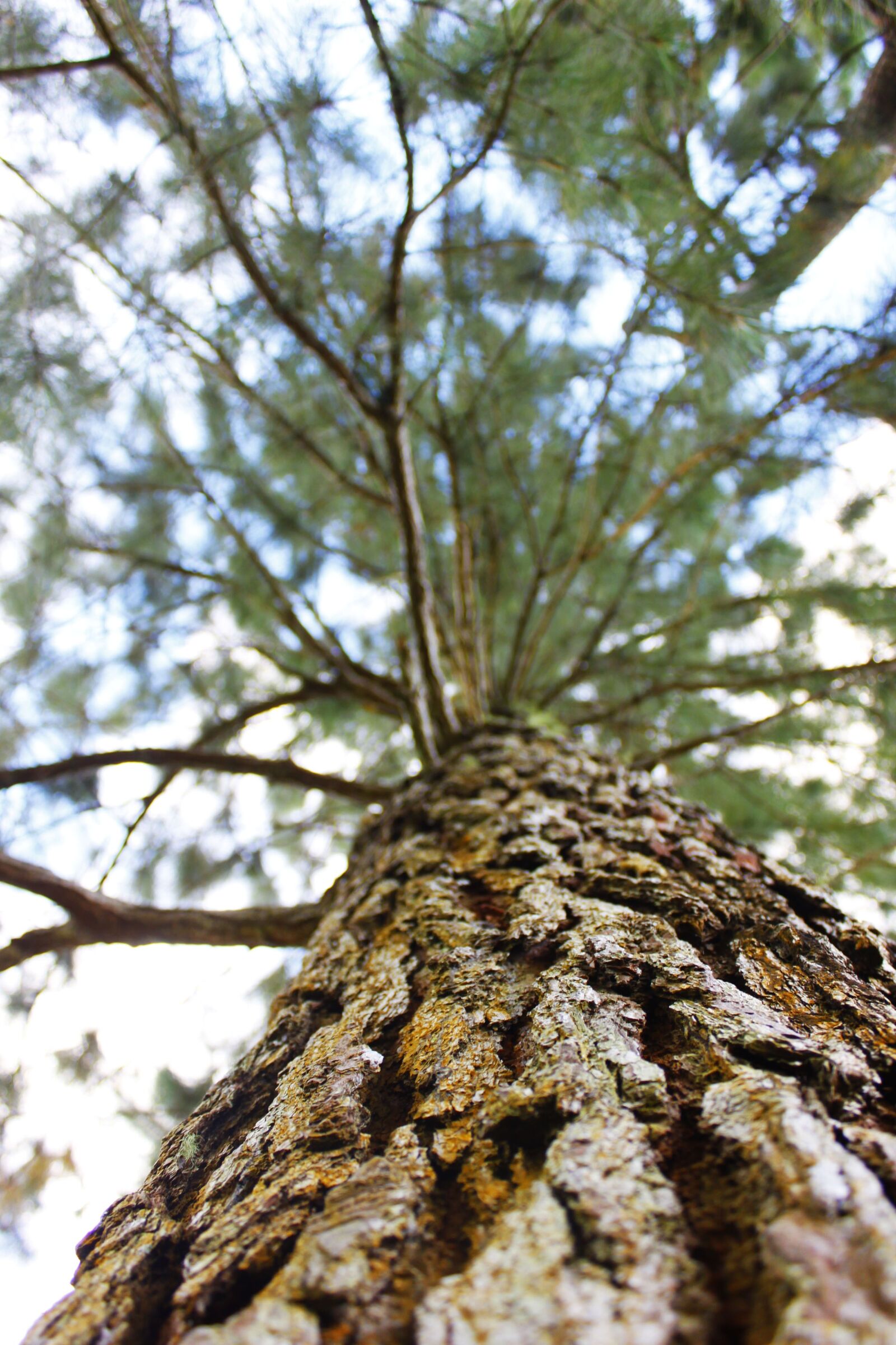 Canon EOS 500D (EOS Rebel T1i / EOS Kiss X3) sample photo. Trees, nature, environment photography