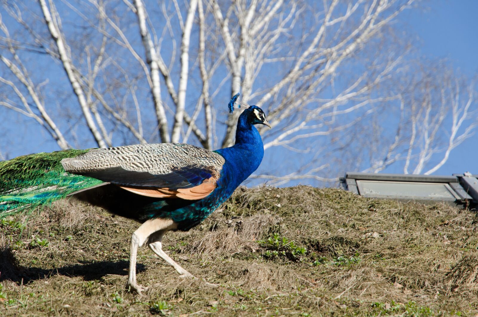 Nikon D7000 sample photo. Peacock, zoo, bird photography