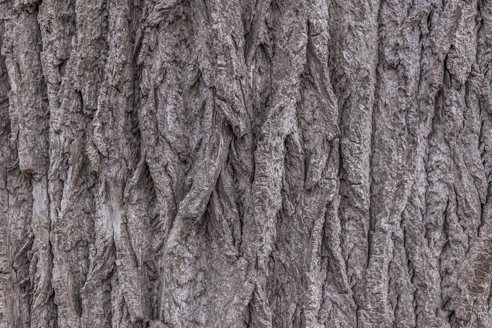 Nikon D700 sample photo. Tree, tree bark, nature photography