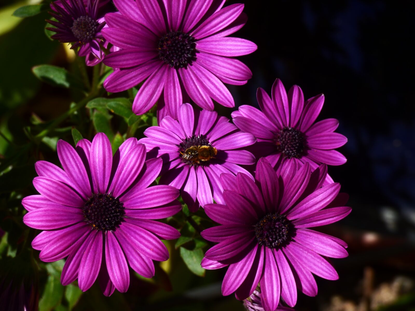Panasonic DMC-FZ72 sample photo. Flower, bee, garden photography