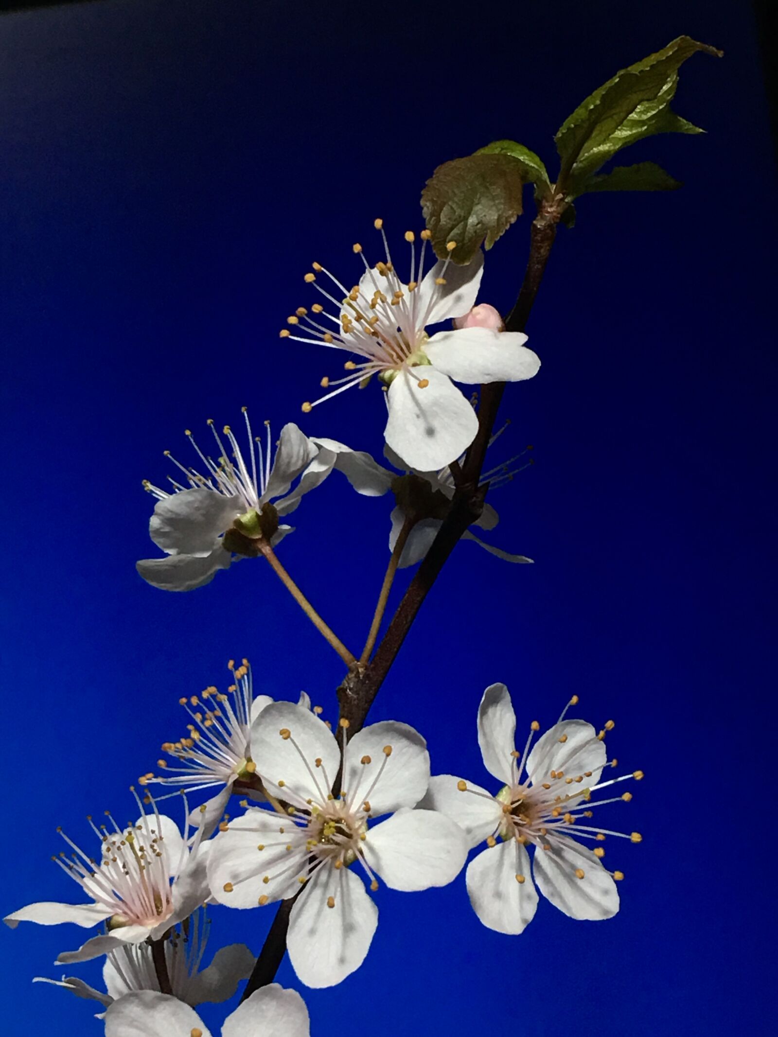 Apple iPhone 6s Plus sample photo. Cherry, white flowers, white photography
