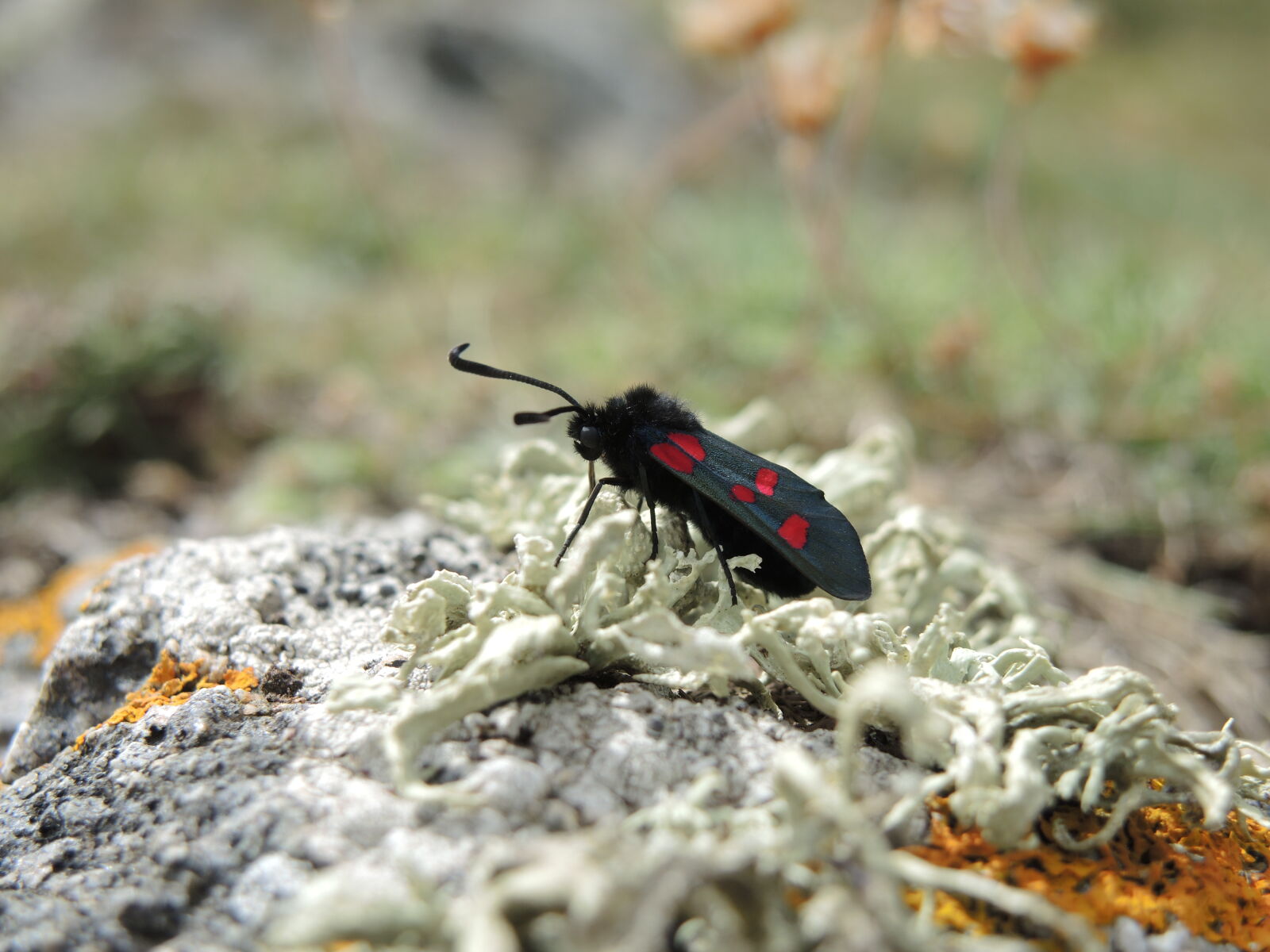 Nikon Coolpix P7800 sample photo. Black, and, red, winged photography