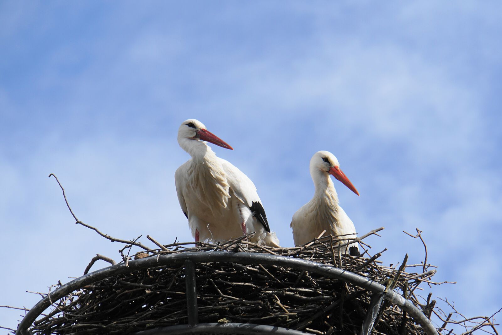 Sony E 18-200mm F3.5-6.3 OSS LE sample photo. Stork, nest, bird photography
