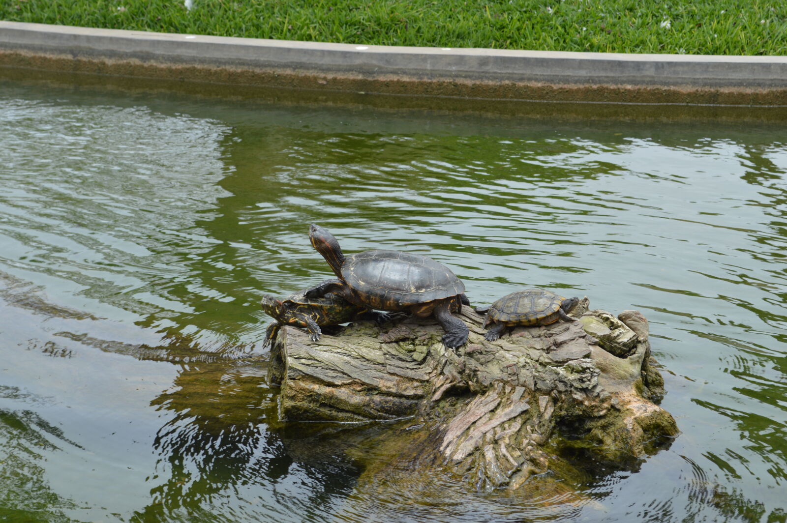 Nikon D3200 sample photo. Turtle photography