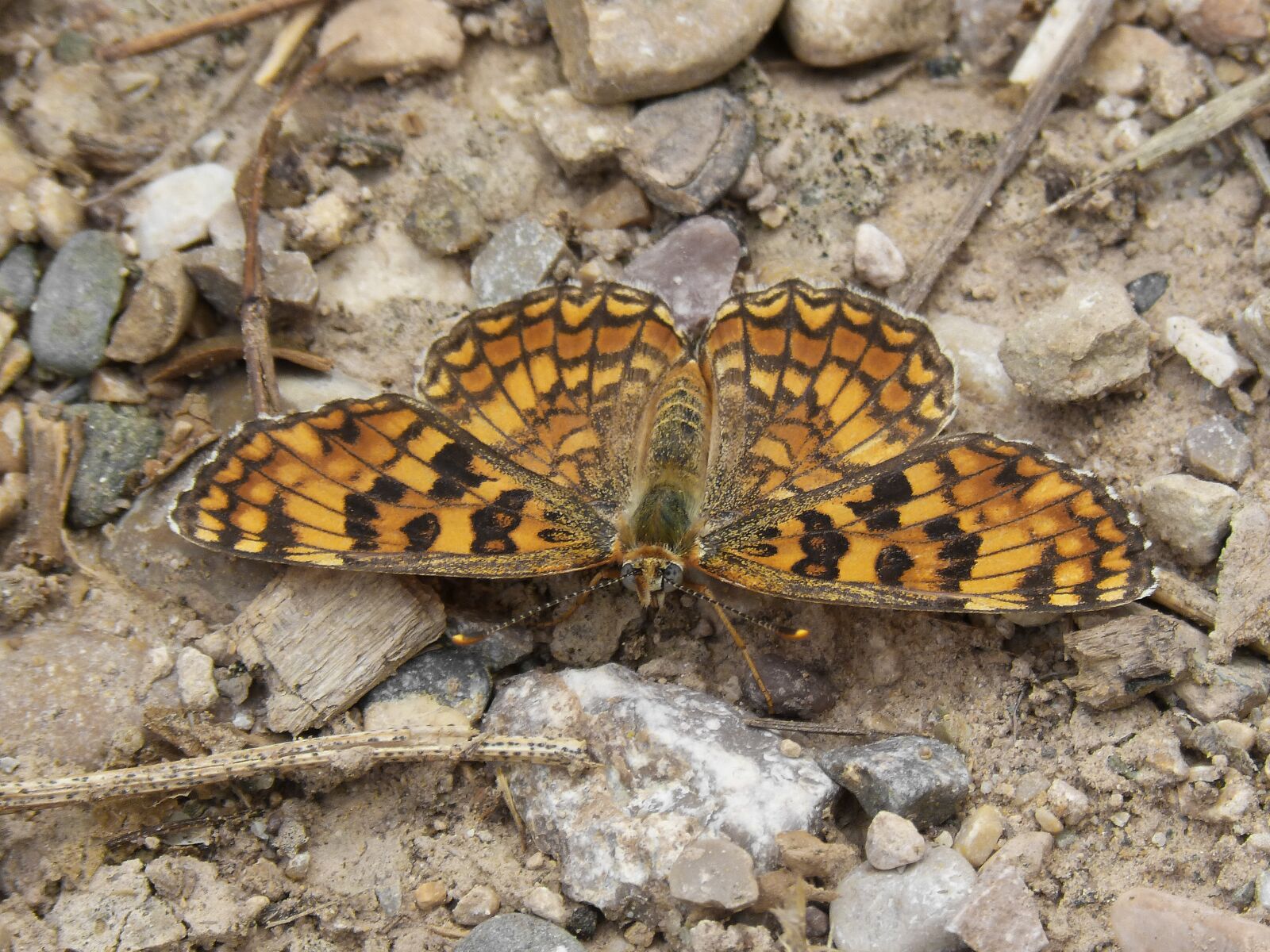 Panasonic DMC-FZ62 sample photo. Butterfly, maiden more, melitaea photography