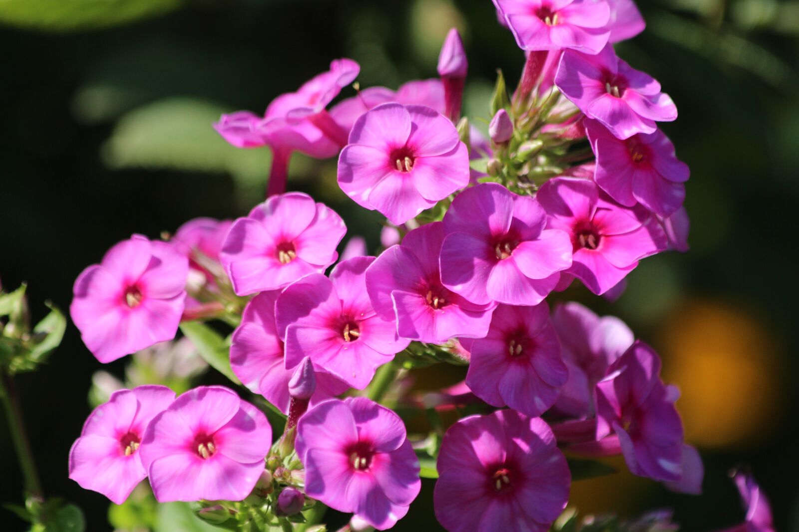 Canon EOS 650D (EOS Rebel T4i / EOS Kiss X6i) sample photo. Phlox, plants, pink photography