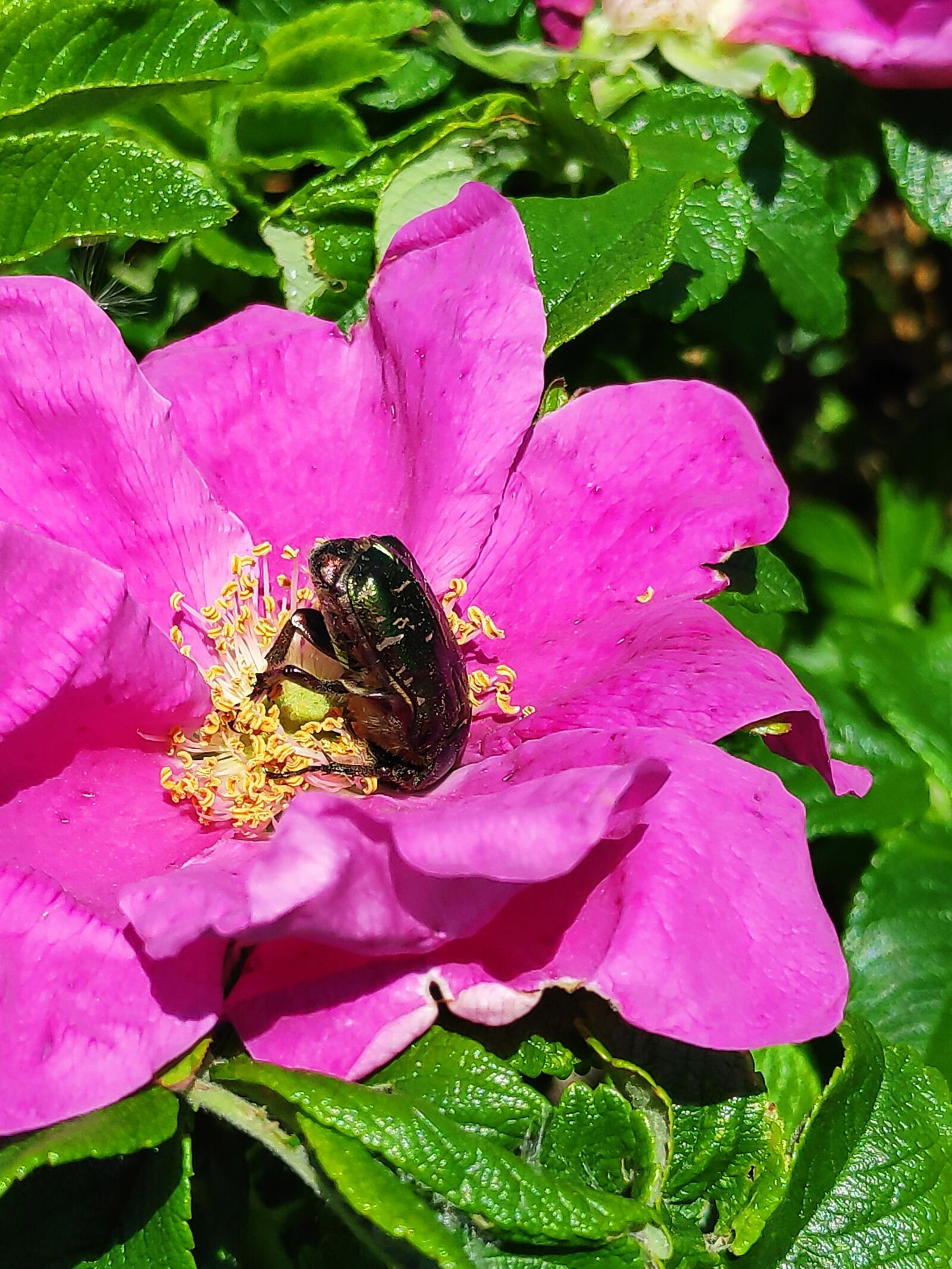 Xiaomi POCO F1 sample photo. Beetle, flower, summer photography