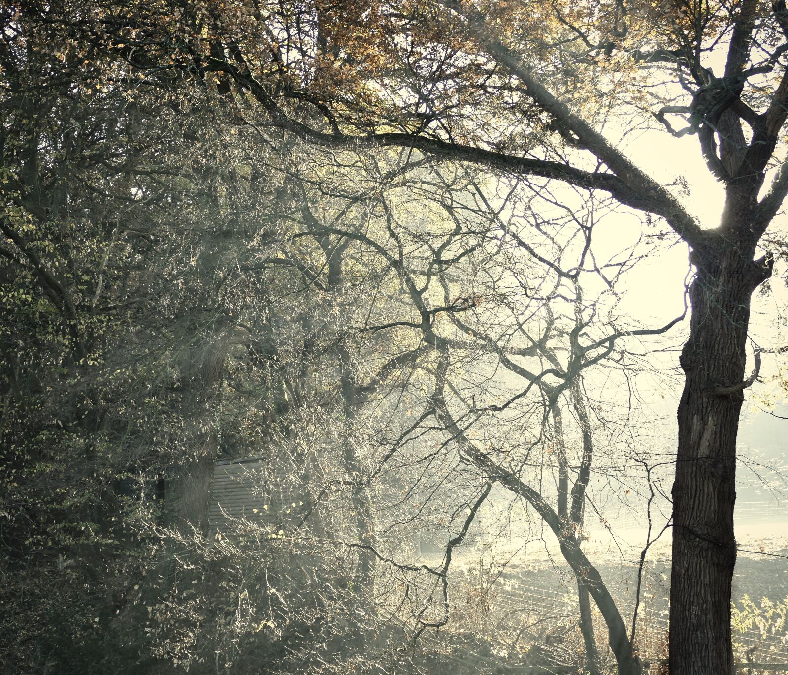 Panasonic Lumix DMC-FZ1000 sample photo. Mystical, forest, dream photography