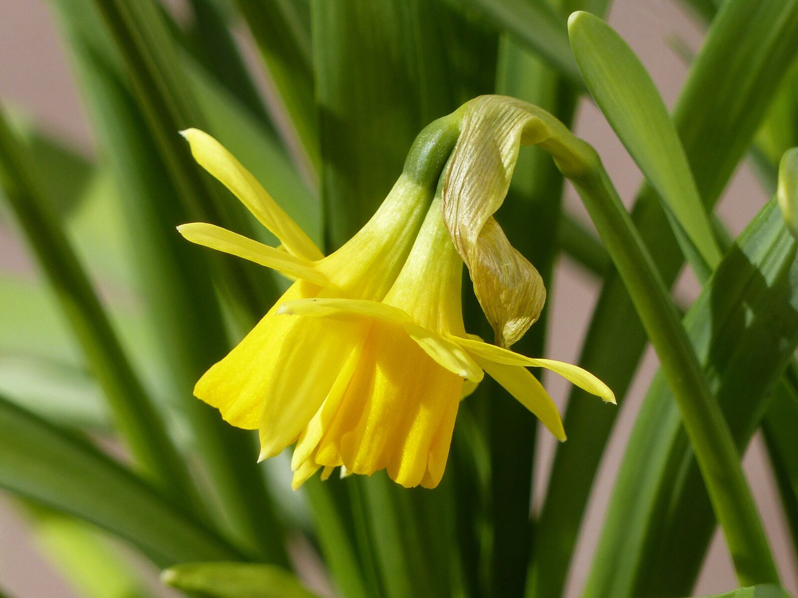 Panasonic Lumix DMC-FZ200 sample photo. Easter lilies, yellow, leaf photography