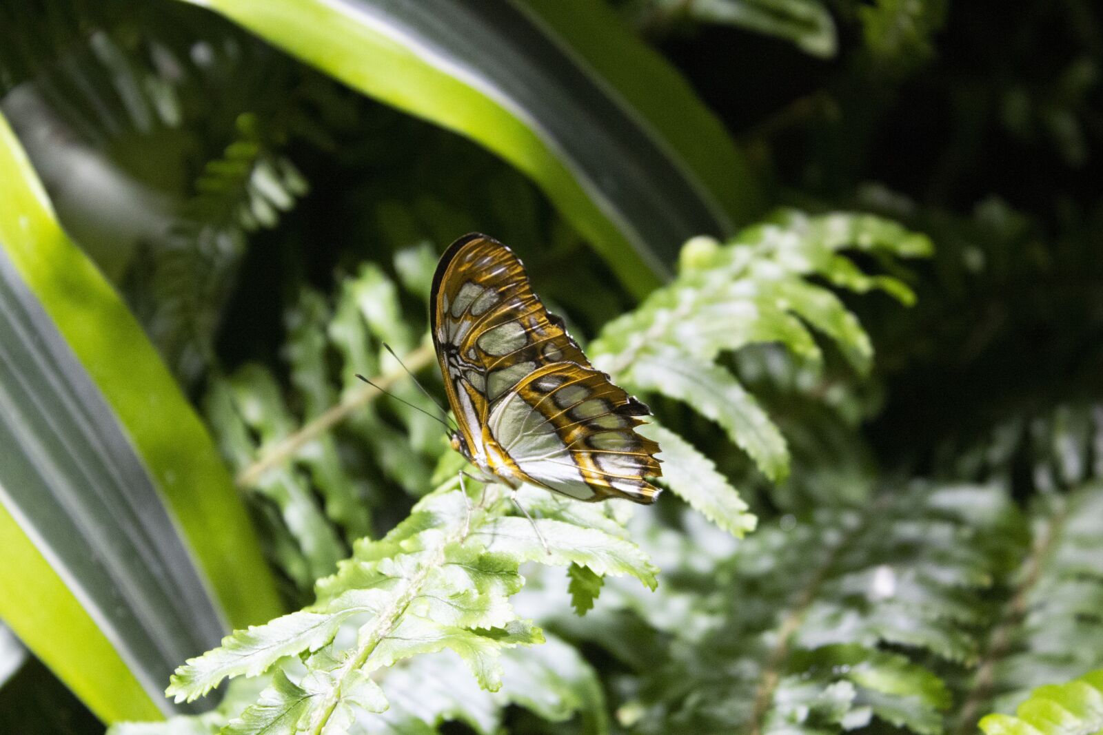 Canon EOS 600D (Rebel EOS T3i / EOS Kiss X5) sample photo. Butterflies, zoo, butterfly photography