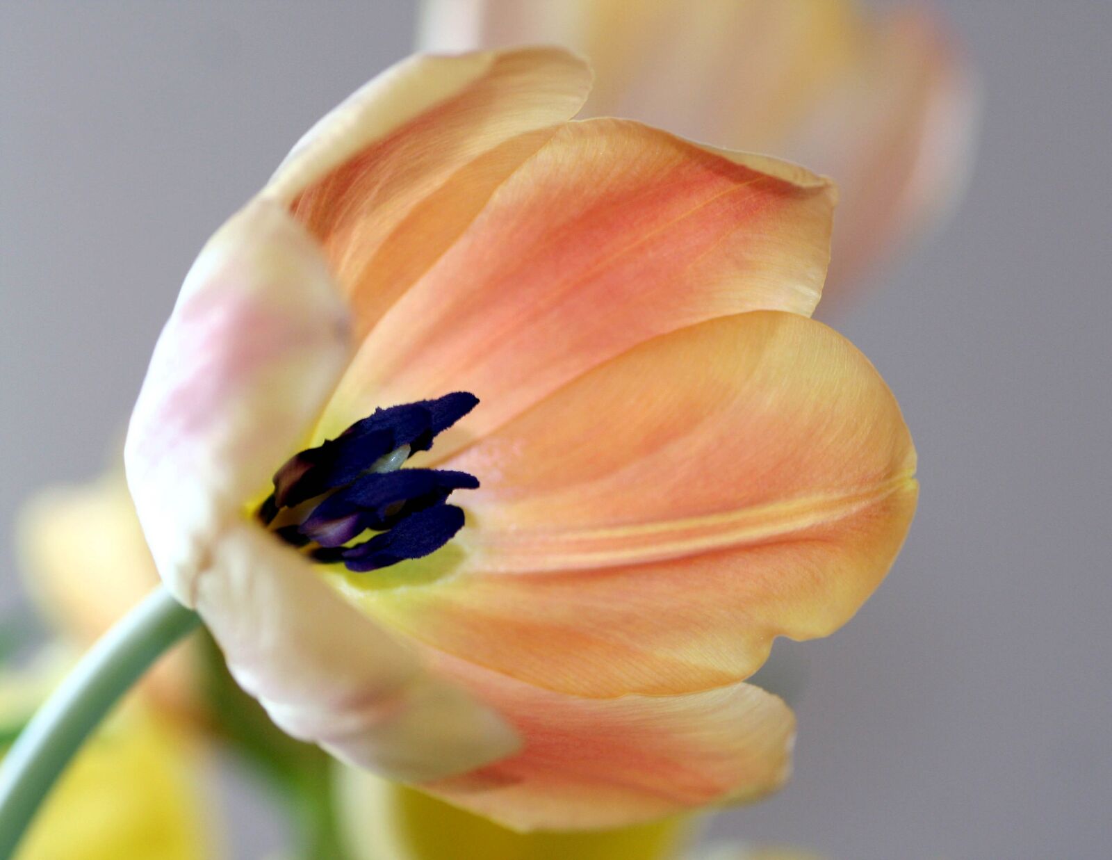 Canon EOS 350D (EOS Digital Rebel XT / EOS Kiss Digital N) sample photo. Tulip, flower, nature photography