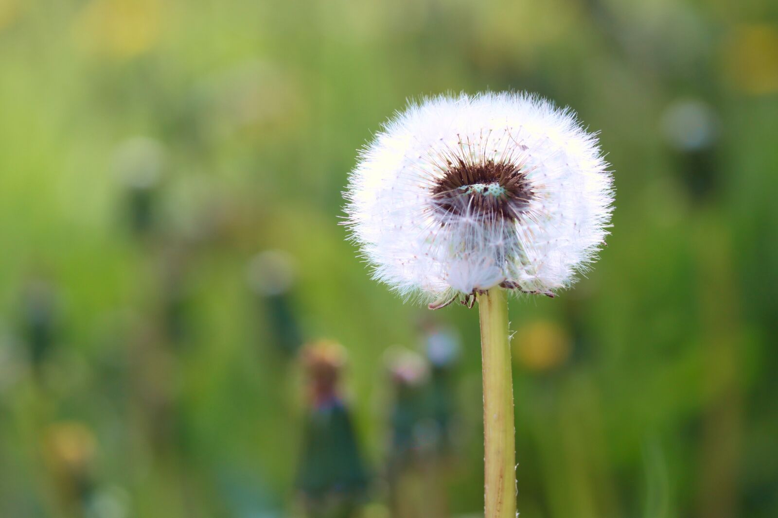 Canon EOS 500D (EOS Rebel T1i / EOS Kiss X3) sample photo. Dandelion, sonchus oleraceus, plant photography