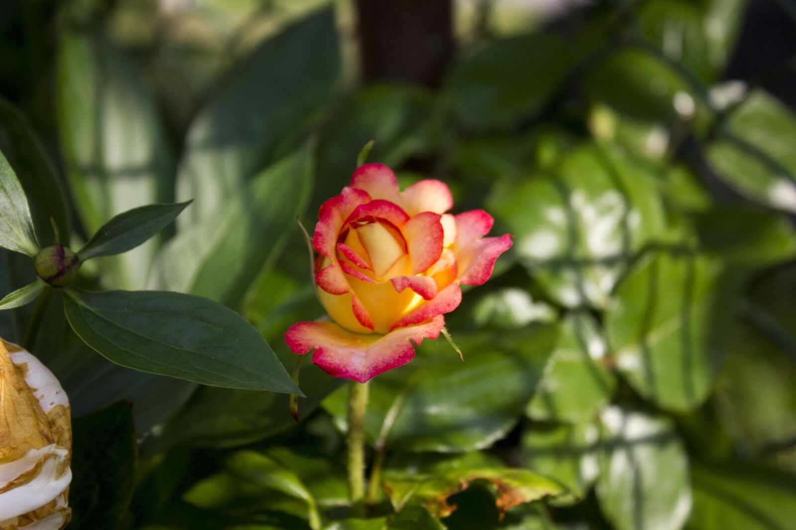 Canon EOS 550D (EOS Rebel T2i / EOS Kiss X4) sample photo. Flowers, garden, botanical garden photography