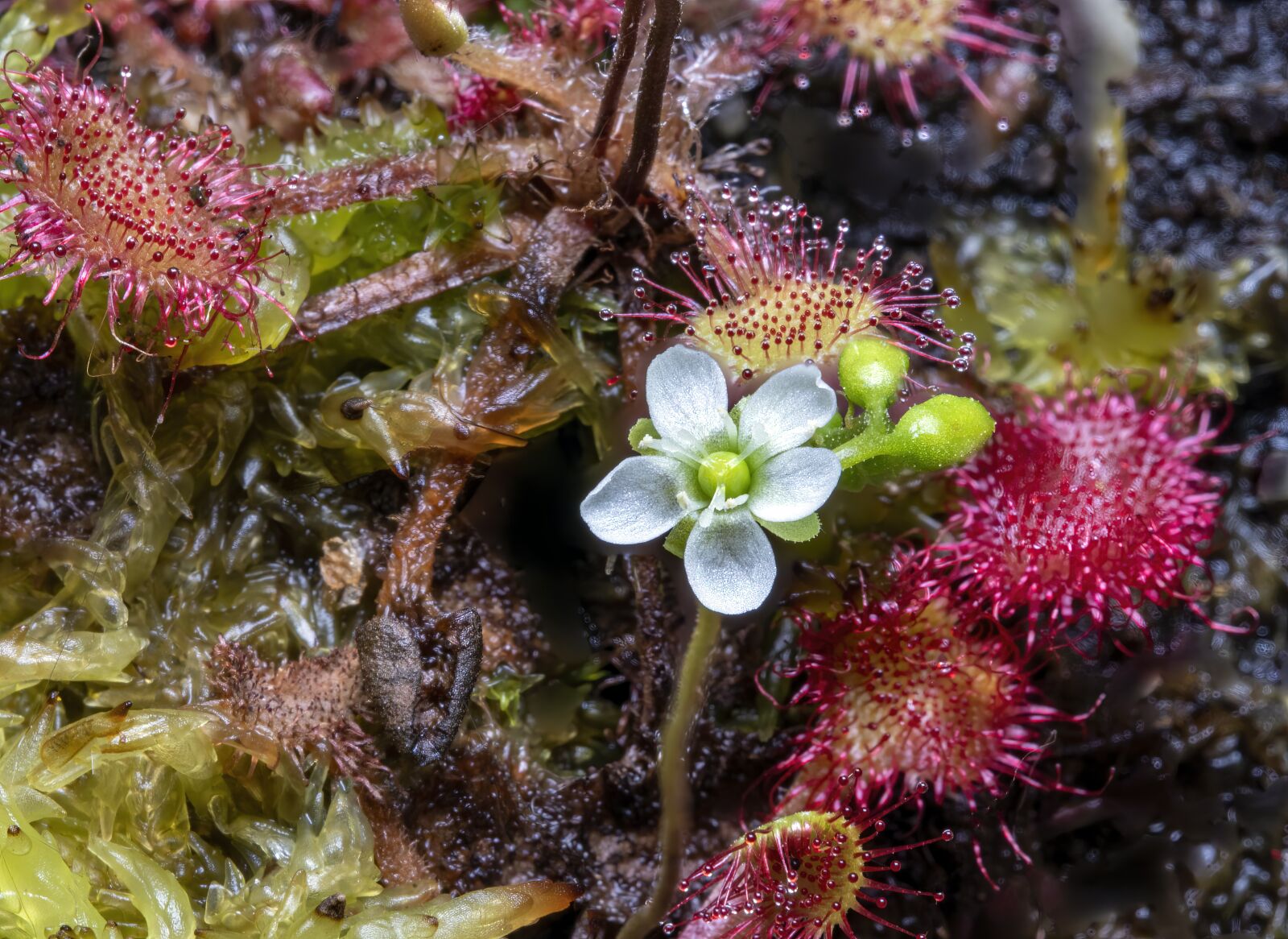 Canon EOS 800D (EOS Rebel T7i / EOS Kiss X9i) sample photo. Round-leaved sundew, wildflower, carnivorous photography