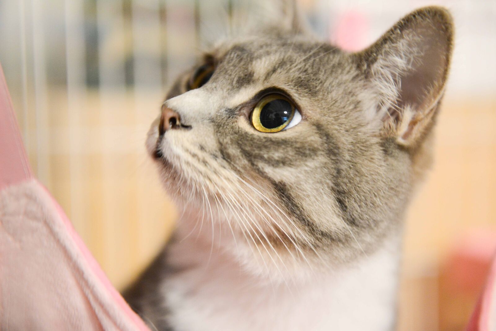 Nikon AF-S Nikkor 24-70mm F2.8G ED sample photo. Cat photography