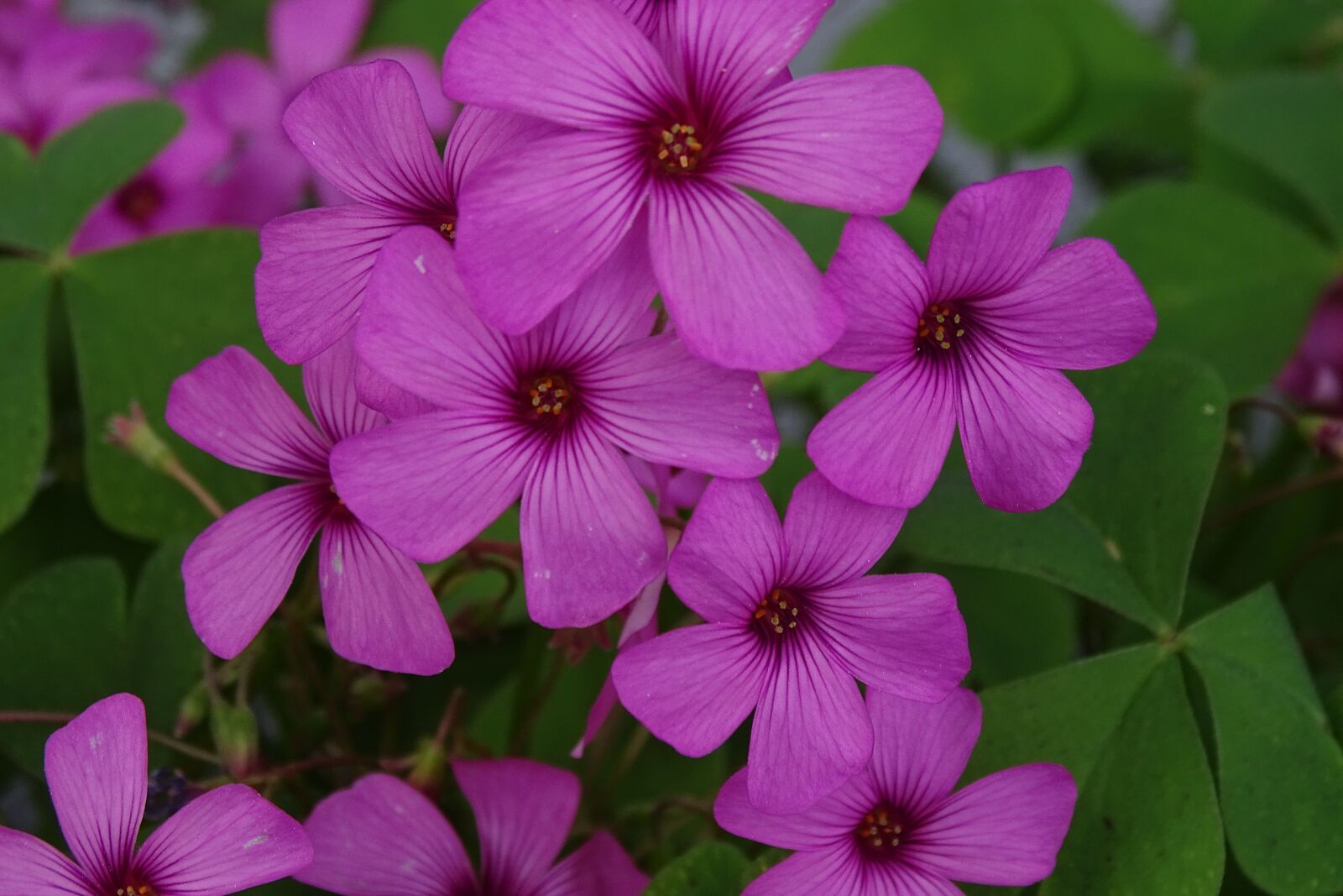 Sony Cyber-shot DSC-HX400V sample photo. Klee, flowers, nature photography