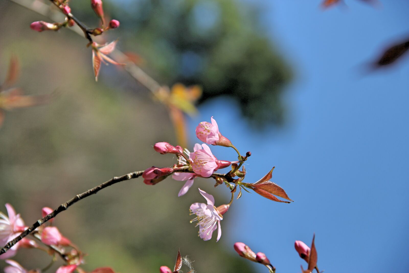 Canon EOS 550D (EOS Rebel T2i / EOS Kiss X4) sample photo. Muangthai cherry, thailand, chiang photography